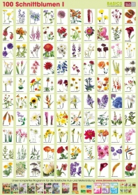 Pflanzen-Poster Schnittblumen I