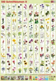 Pflanzen-Poster Schnittblumen II