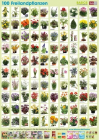 Pflanzen-Poster Freilandpflanzen